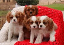 Puppies for sale king charles spaniel - Hungary, Budapest