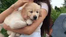 Puppies for sale golden retriever - Belarus, Brest