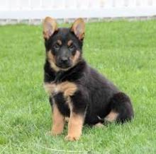 Puppies for sale german shepherd dog - Malta, Valletta