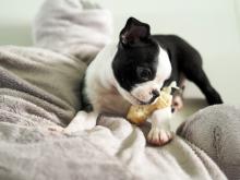 Puppies for sale boston terrier - United Kingdom, Lancashire