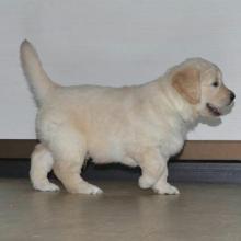 Puppies for sale golden retriever - Canada, Nunavut