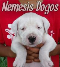 Puppies for sale other breed, dogo argentino puppies - Ireland, Dublin