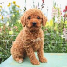 Puppies for sale , cockapoo - Tajikistan, Kulyab