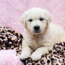 Puppies for sale golden retriever - Romania, Brasov