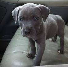 Puppies for sale american pit-bull terrier - Canada, Alberta, Calgary