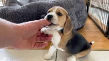 Puppies for sale beagle - Germany, Brandenburg