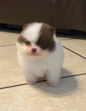 Puppies for sale pomeranian spitz - Ireland, Dublin. Price 155 €