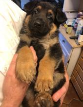 Puppies for sale german shepherd dog - Ireland, Dublin