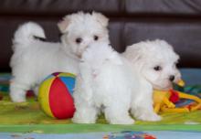 Puppies for sale maltese - Canada, Quebec, Quebec City