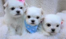 Puppies for sale maltese - Russia, Moscow