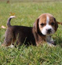 Puppies for sale beagle - Germany, Baden-Baden