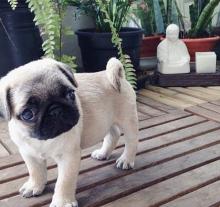 Puppies for sale pug - Belarus, Brest