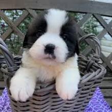 Puppies for sale senbernar, saint bernard puppies - Tajikistan, Isfara