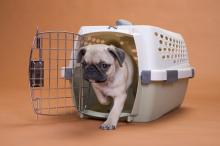 Puppies for sale pug - Ireland, Dublin