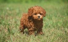 Puppies for sale other breed, cavapoo puppies - Ireland, Dublin