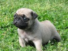 Puppies for sale pug - Hungary, Debrecen