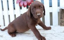 Puppies for sale labrador - Ireland, Dublin