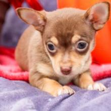 Puppies for sale chihuahua - Sweden, Lidkoping