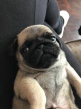 Puppies for sale pug - Ukraine, Donetsk