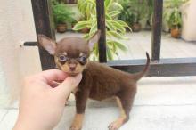 Puppies for sale chihuahua - Netherlands, Rotterdam