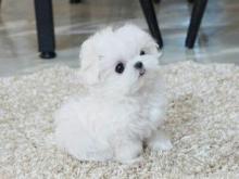 Puppies for sale maltese - United Kingdom, Esek