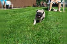 Puppies for sale pug - Ukraine, Zaporizhzhya