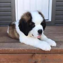 Puppies for sale senbernar, saint bernard puppies - Belarus, Maladzyechna