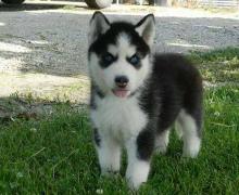 Puppies for sale haski - Germany, Nuremberg