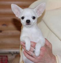 Puppies for sale chihuahua - Ukraine, Lvov