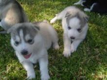 Puppies for sale , siberian husky - Romania, Craiova