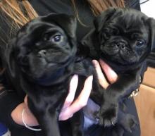 Puppies for sale pug - Ukraine, Lugansk