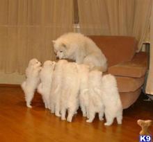 Puppies for sale samoyed dog (samoyed) - Ireland, Dublin