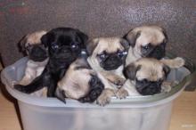 Puppies for sale pug - Armenia, Gyumri