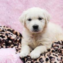 Puppies for sale golden retriever - Turkmenistan, Dashoguz