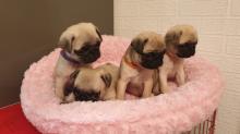 Puppies for sale pug - Belarus, Grodno