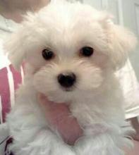 Puppies for sale maltese - United Kingdom, Bristol