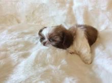 Puppies for sale shih tzu - Luxembourg, Luxembourg