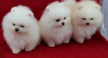 Puppies for sale pomeranian spitz - Romania, Constanta