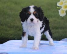 Puppies for sale king charles spaniel - Ireland, Dublin