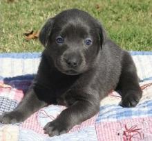 Puppies for sale labrador retriever - Azerbaijan, Azerbaijan