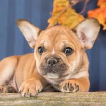 Puppies for sale french bulldog - Kazakhstan, Ekibastuz