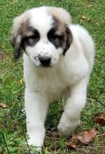 Puppies for sale anatolian shepherd dog - Kyrgyzstan, Bishkek