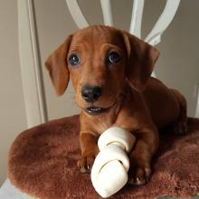 Puppies for sale dachshund - Lithuania, Anykshiai