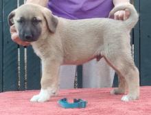 Puppies for sale anatolian shepherd dog - Netherlands, Amsterdam