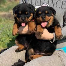 Puppies for sale rottweiler - Cyprus, Ayia Napa