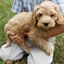 Puppies for sale , cockapoo - Azerbaijan, Sumgait