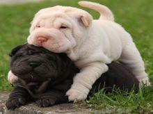 Puppies for sale chinese shar pei - Netherlands, Amsterdam