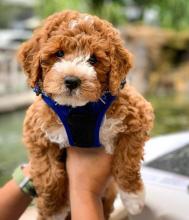 Puppies for sale , maltipoo - United Kingdom, Belfast