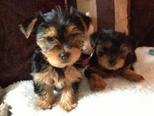 Puppies for sale yorkshire terrier - Greece, Heraklion