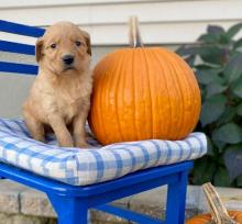 Puppies for sale golden retriever - Netherlands, Eindhoven